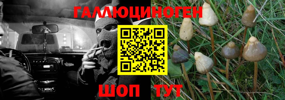 Галлюциногенные грибы Cubensis Камышин